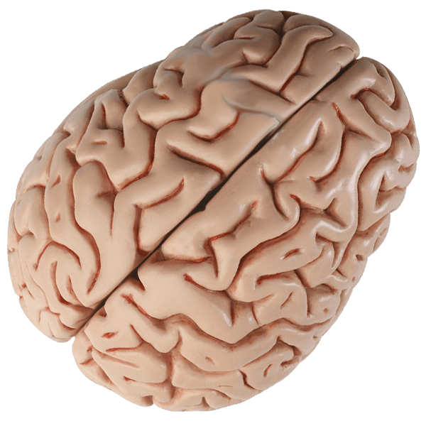 Brain